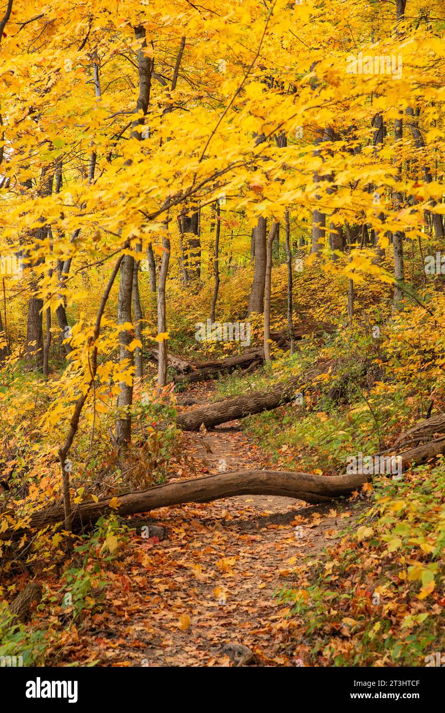 Herbstlandschaft auf dem Bluff Trail im Starved Rock State Park, Illinois, USA. Stockfoto