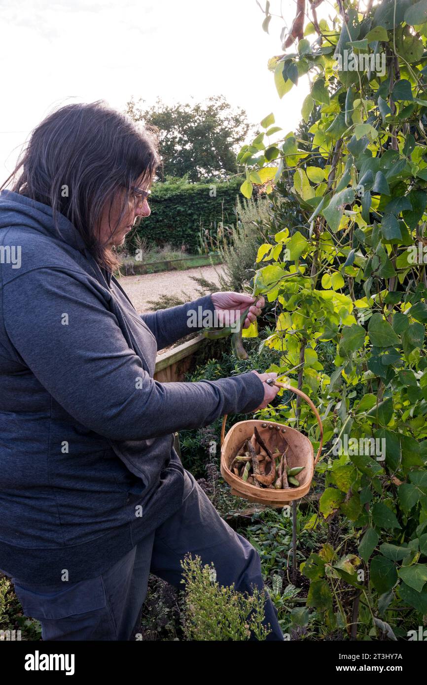 Frau erntet Läuferbohnen „Scarlet Emperor“, die in ihrem Gemüsegarten oder in ihrem Kleingarten Bambusrohrstützen aufwächst. Stockfoto