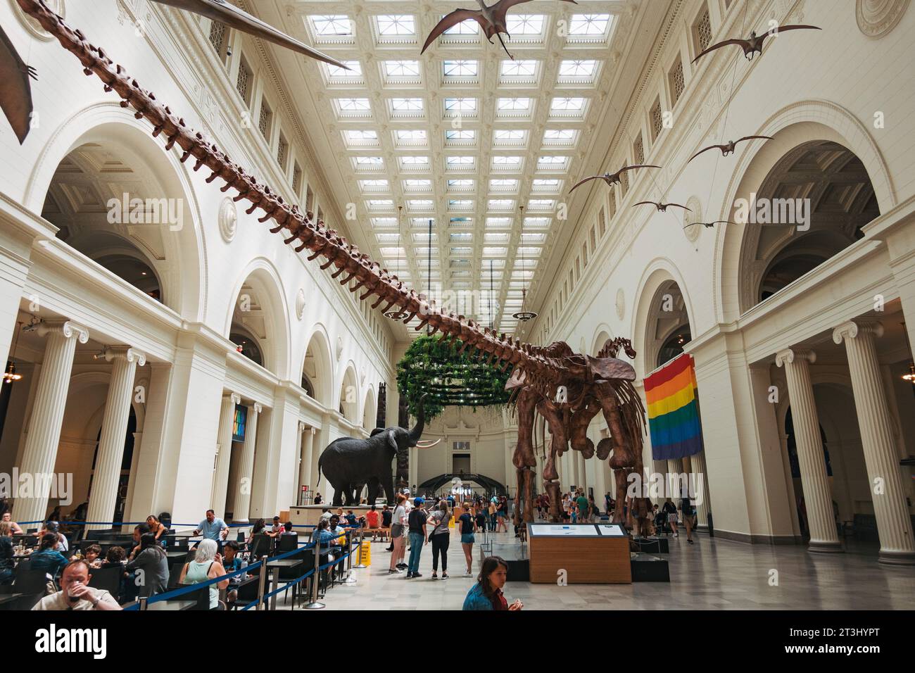 Máximo das Skelett des Titanosauriers in der Stanley Hall im Field Museum, Chicago, USA Stockfoto