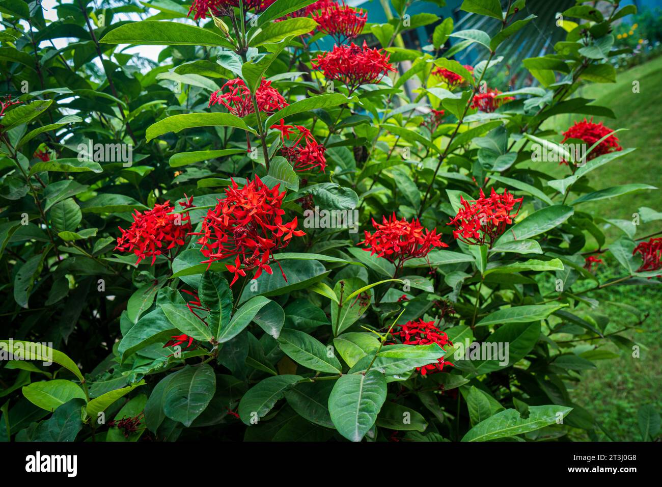 Wunderschöne Rote Blume Aufnahme bei Sonnenaufgang. Stockfoto