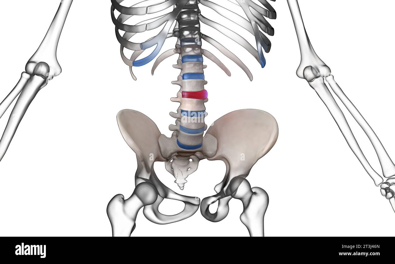 Anatomie der menschlichen Wirbelsäule. Schmerzen im unteren Rücken und menschliche Rückenschmerzen Stockfoto