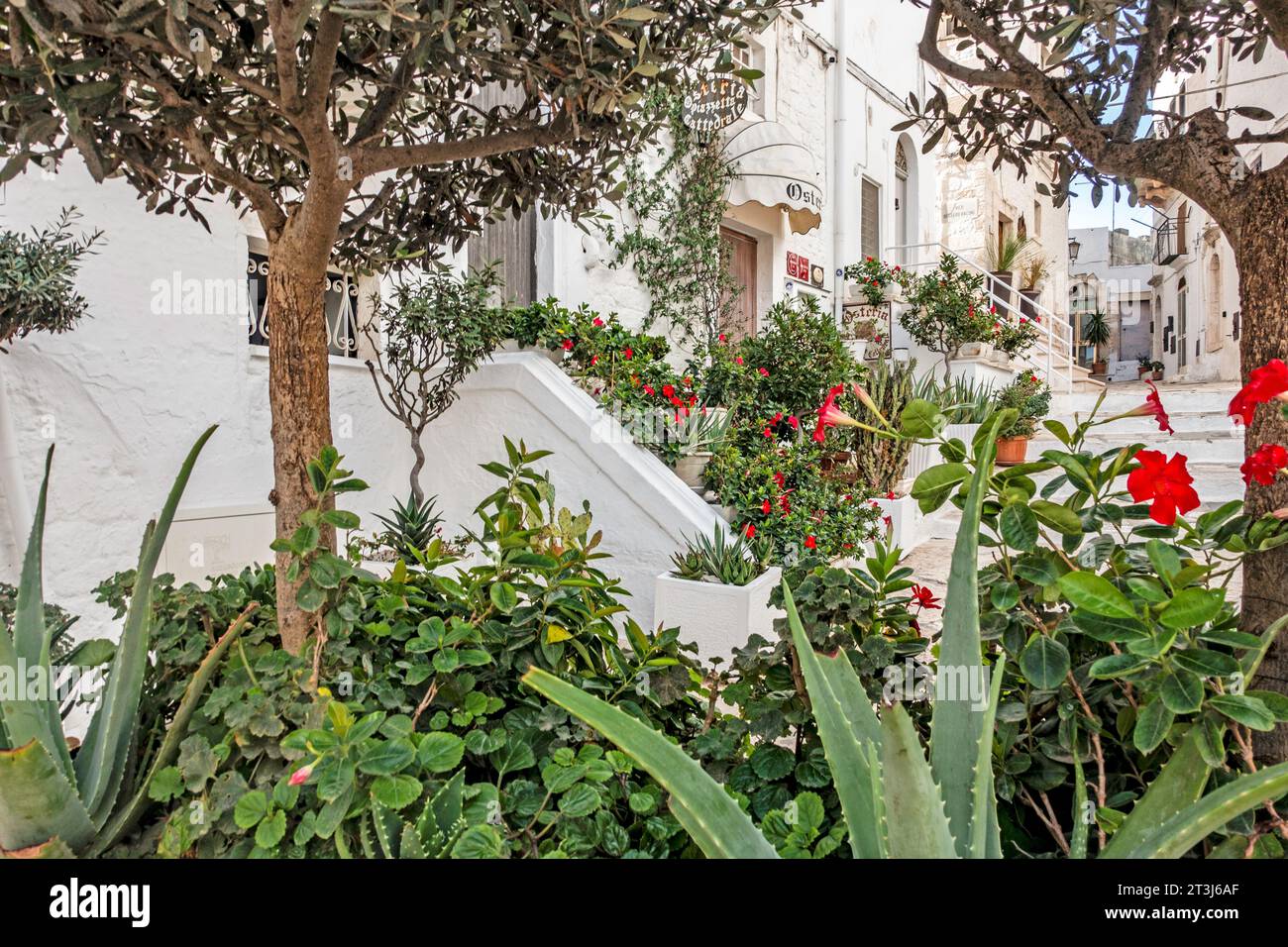 Eine bunte Ausstellung von Blumen und anderen Pflanzen vor einem Gebäude in Ostuni, Italien. Stockfoto