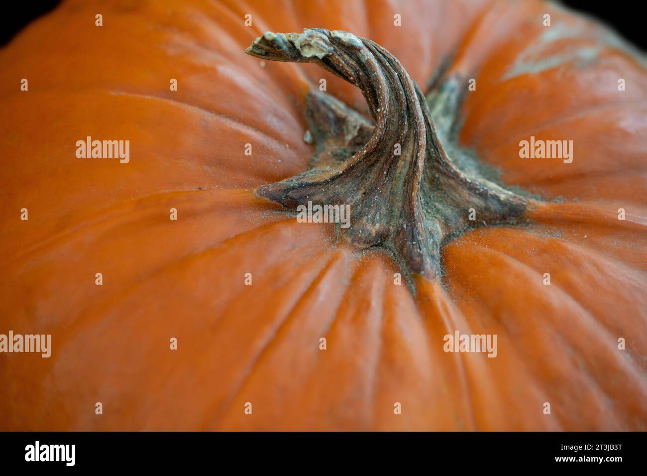 Detailaufnahme eines orangefarbenen Kürbis. Sie können die Schale und den trockenen Stiel sehen. Der Kürbis ist von oben zu sehen. Stockfoto