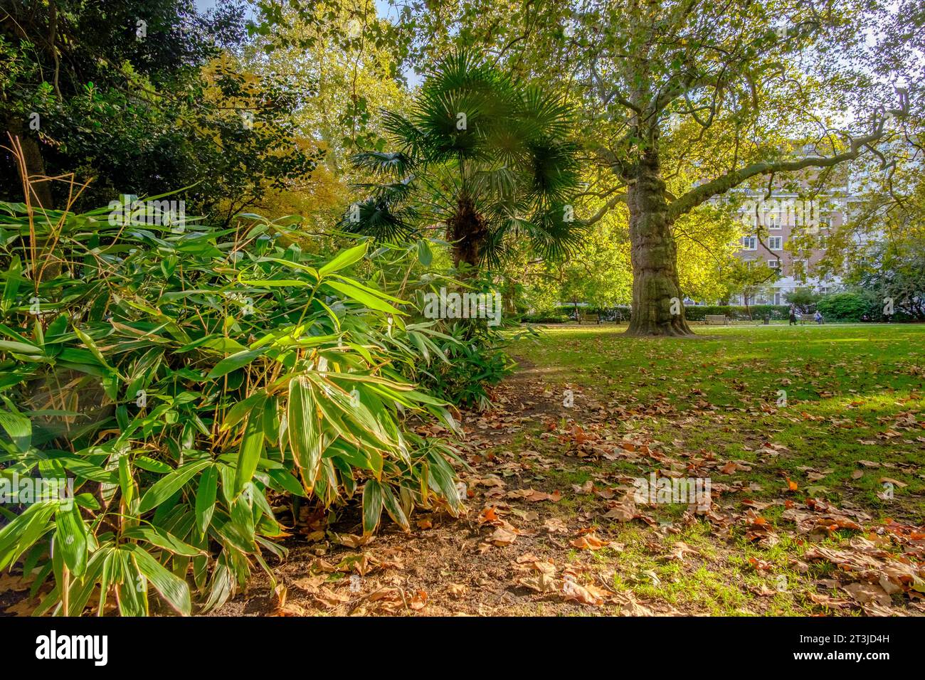 Subtropische Pflanzen und Bäume in Lincoln's Inn Fields, London, Großbritannien Stockfoto