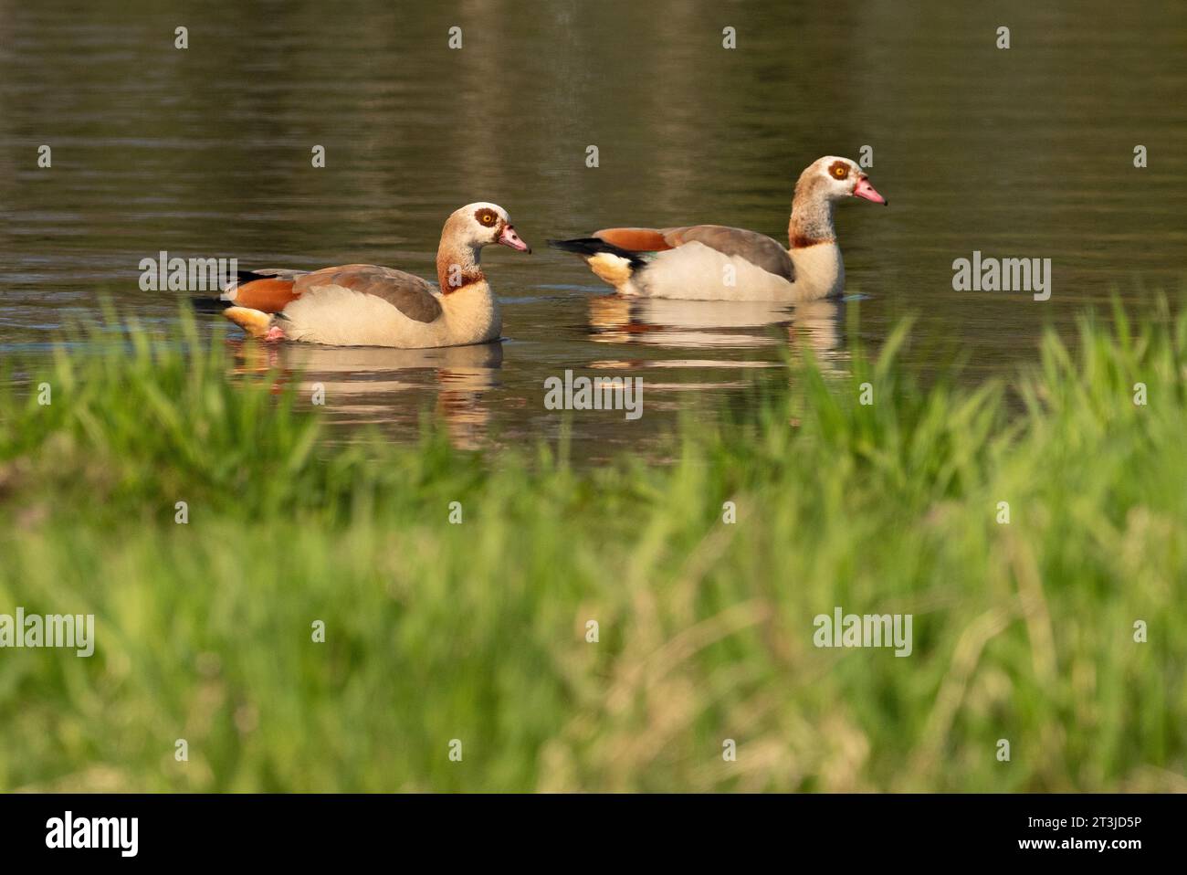 Friesoythe, Deutschland. April 2023. 09.04.2023, Friesoythe. Zwei