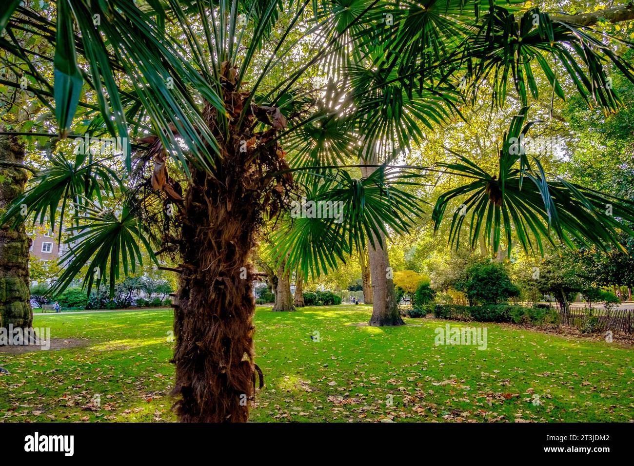 Subtropische Pflanzen und Bäume in Lincoln's Inn Fields, London, Großbritannien Stockfoto
