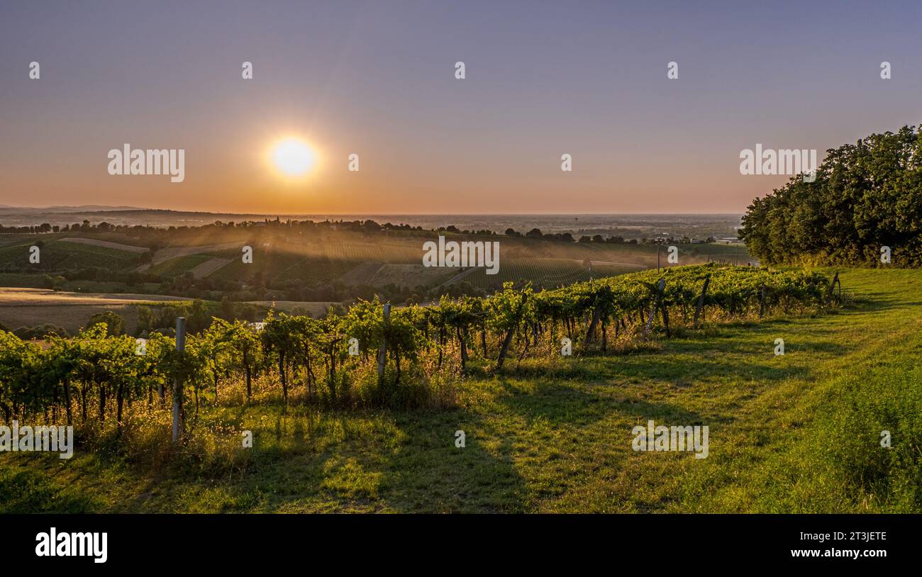 Spätsommer Sonnenschein über Weinbergen im Südwesten von Bologna: Geschütztes geografisches Gebiet für typischen Wein namens "Pignoletto". Stockfoto