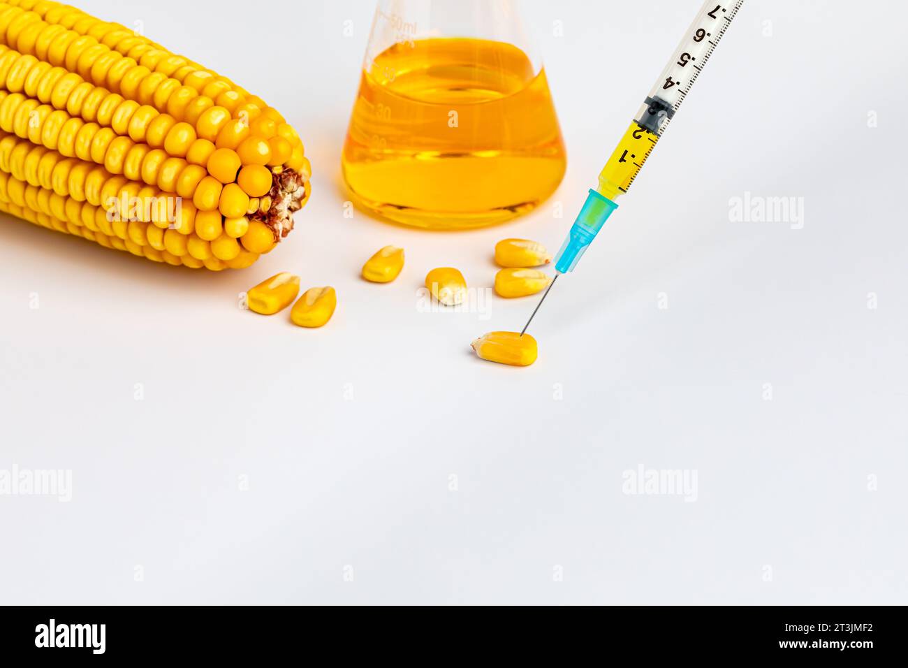 Maiskerne mit Spritze. Gentechnisch veränderte Kulturen, Herbizid- und Insektenresistenz und Agrarforschungskonzept. Stockfoto