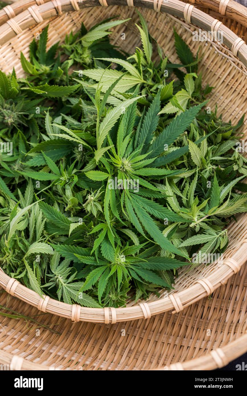 Frisch geerntete Cannabisblätter im Korb Stockfoto