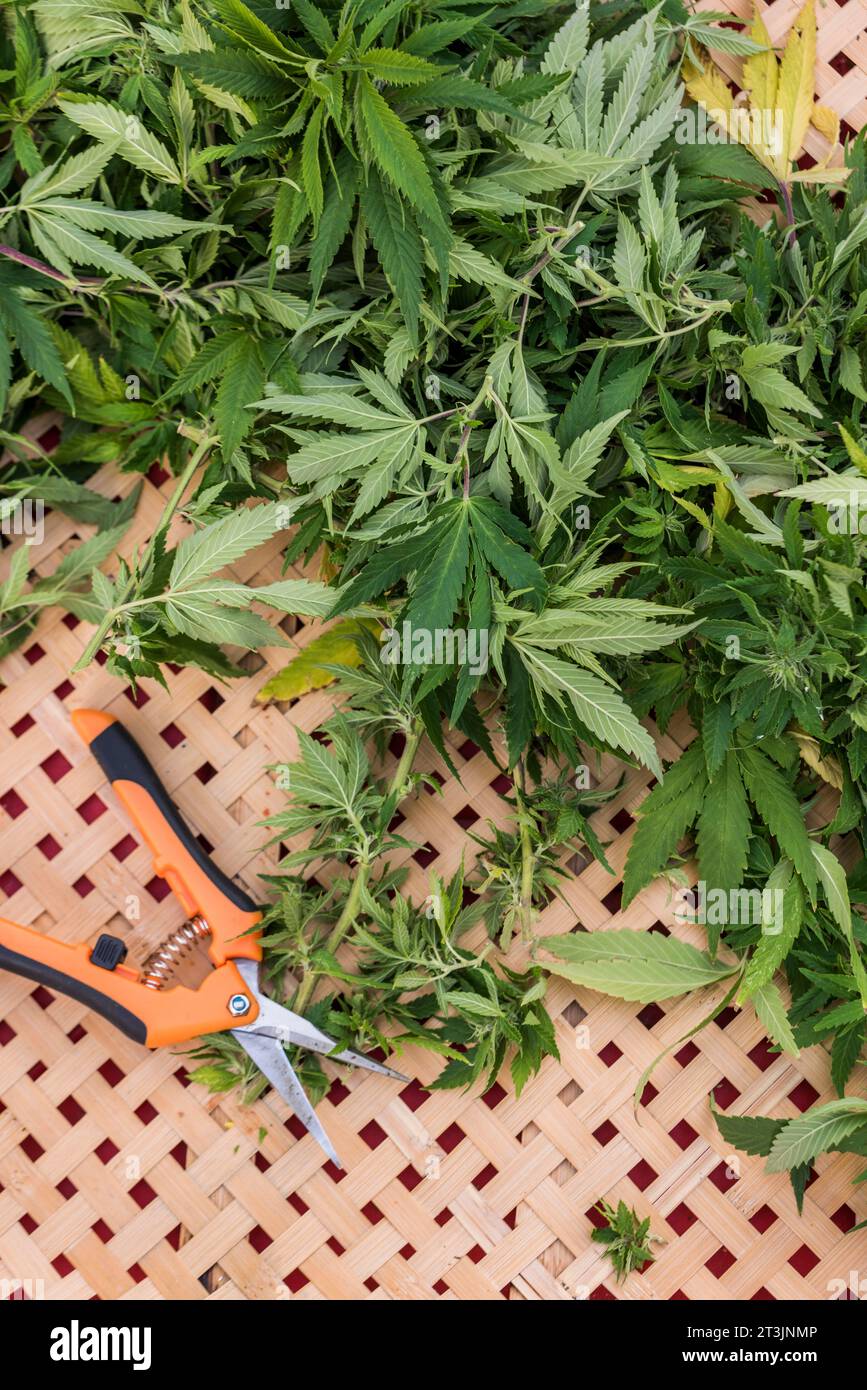 Frisch geerntete Cannabisblätter im Korb Stockfoto