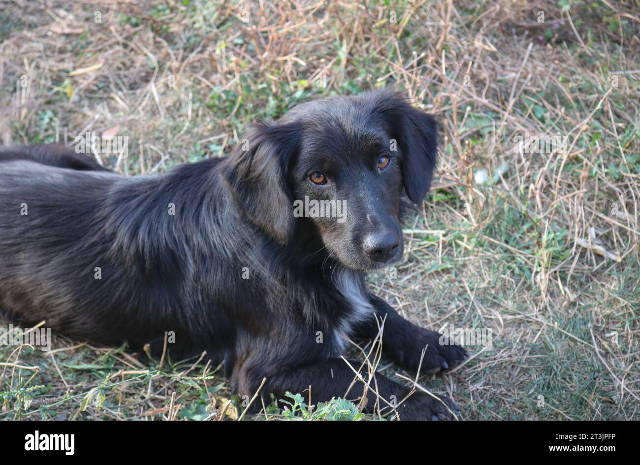 Schwarzer Hund Stockfoto