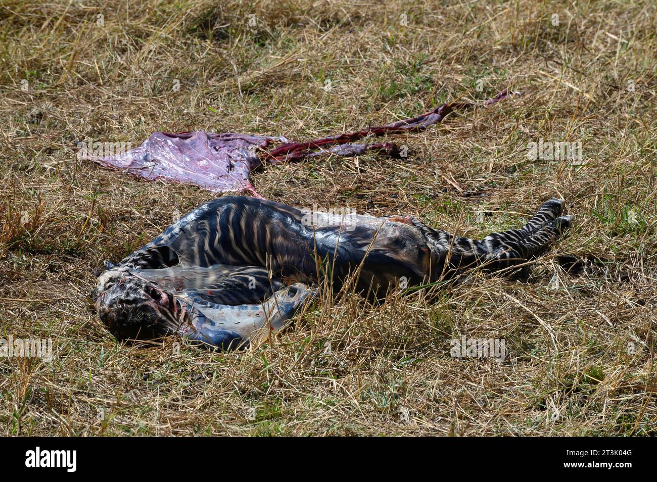Zebra Fetus im Nabelsack fiel auf die Serengeti Stockfoto