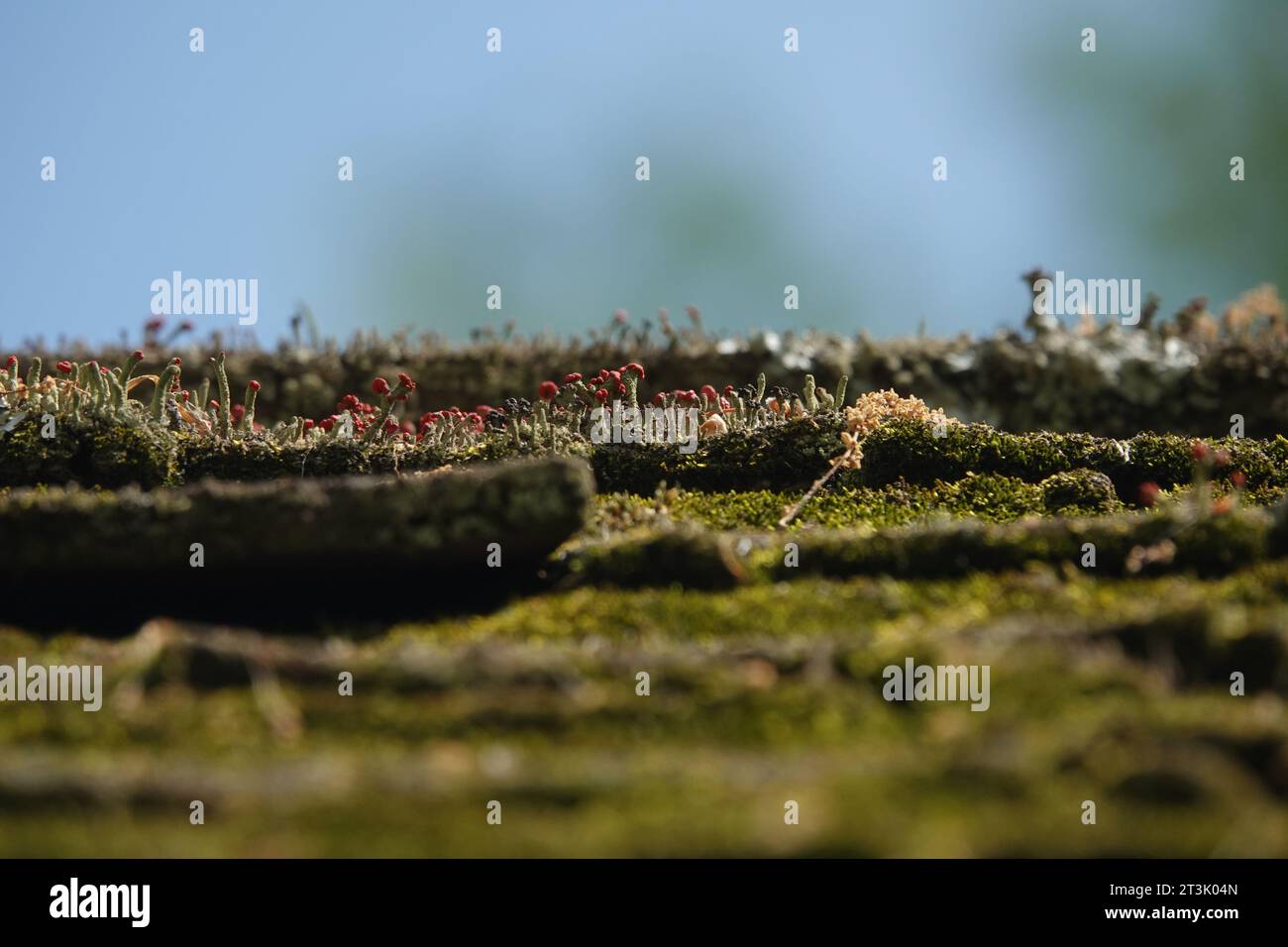Sonnendurchflutetes Moos und Flechten wachsen auf einem schrägen Schieferdach. Stockfoto