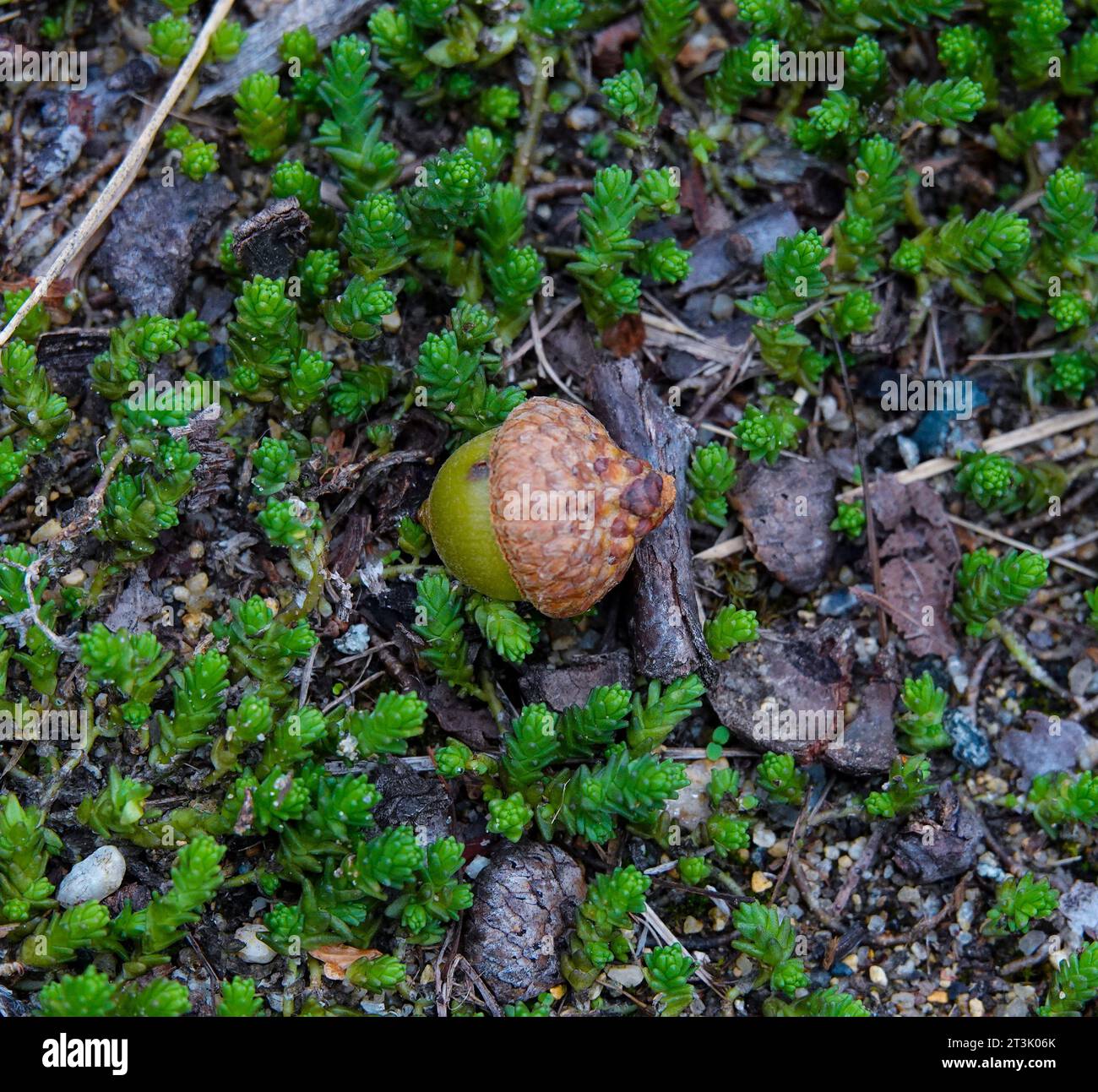 acorn auf dem Waldboden, umgeben von grünen saftigen Pflanzen Stockfoto