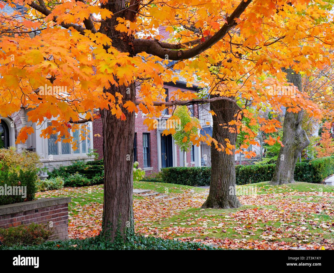 Wohngegend mit Ahornbäumen in goldenen Herbstfarben Stockfoto