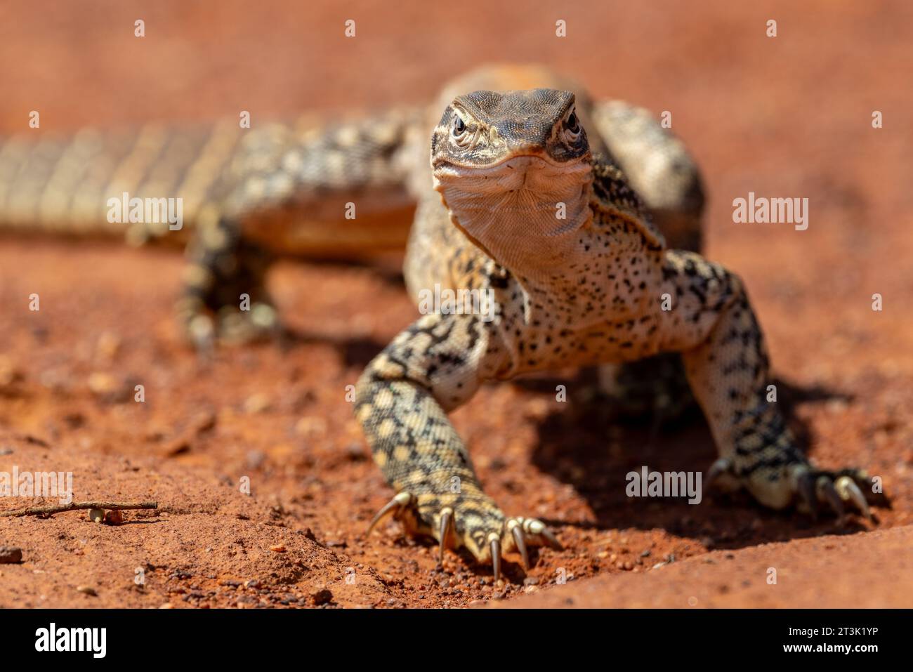 Australian Sand oder Goulds Monitor Stockfoto