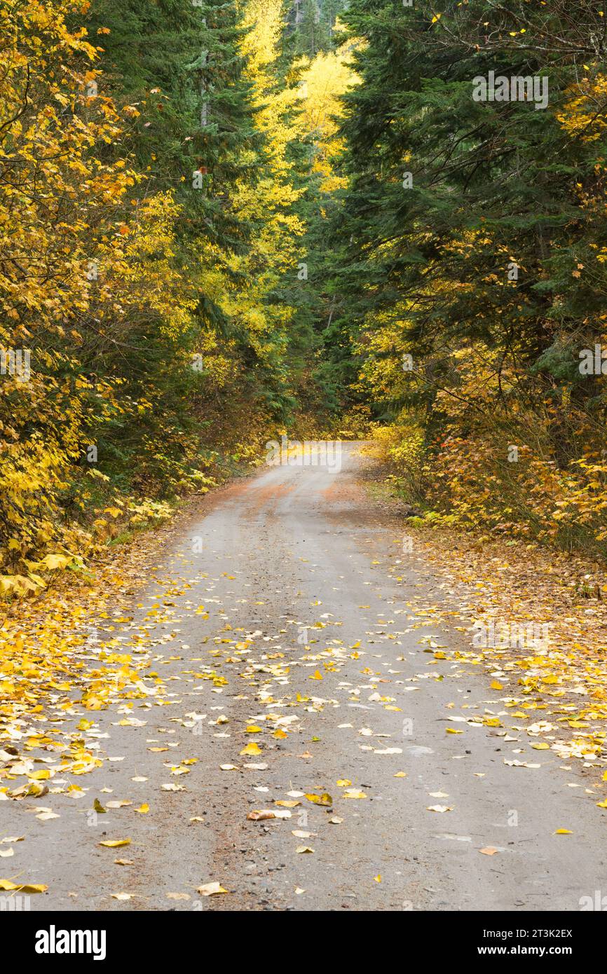 Bäume und Blätter mit Herbstfarben auf einer einspurigen Schotterstraße im Herbst in den Washington Cascades Stockfoto