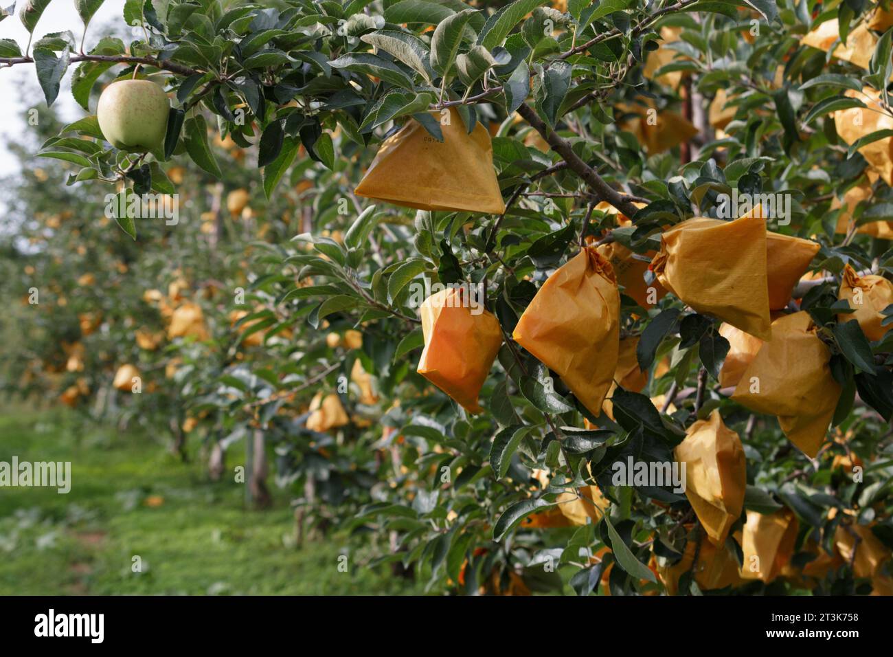 Äpfel, die in Obstschutztüten in einem Obstgarten wachsen Stockfoto