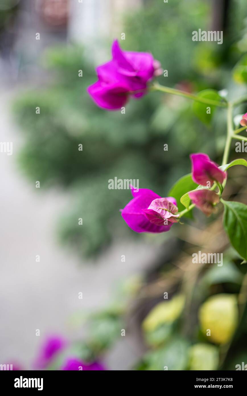 Im Garten entwickelten sich die Blumen ruhig Stockfoto