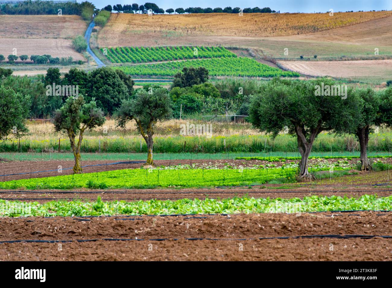 Landwirtschaftliche Felder in Süd-Sardinien - Italien Stockfoto