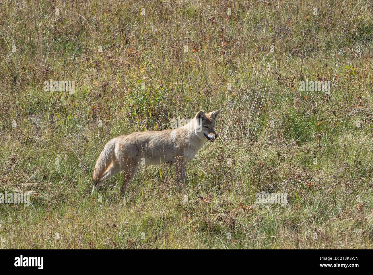 Westliche Kojotenjagd auf Grasfeld im Lamar Valley im Yellowstone-Nationalpark Stockfoto