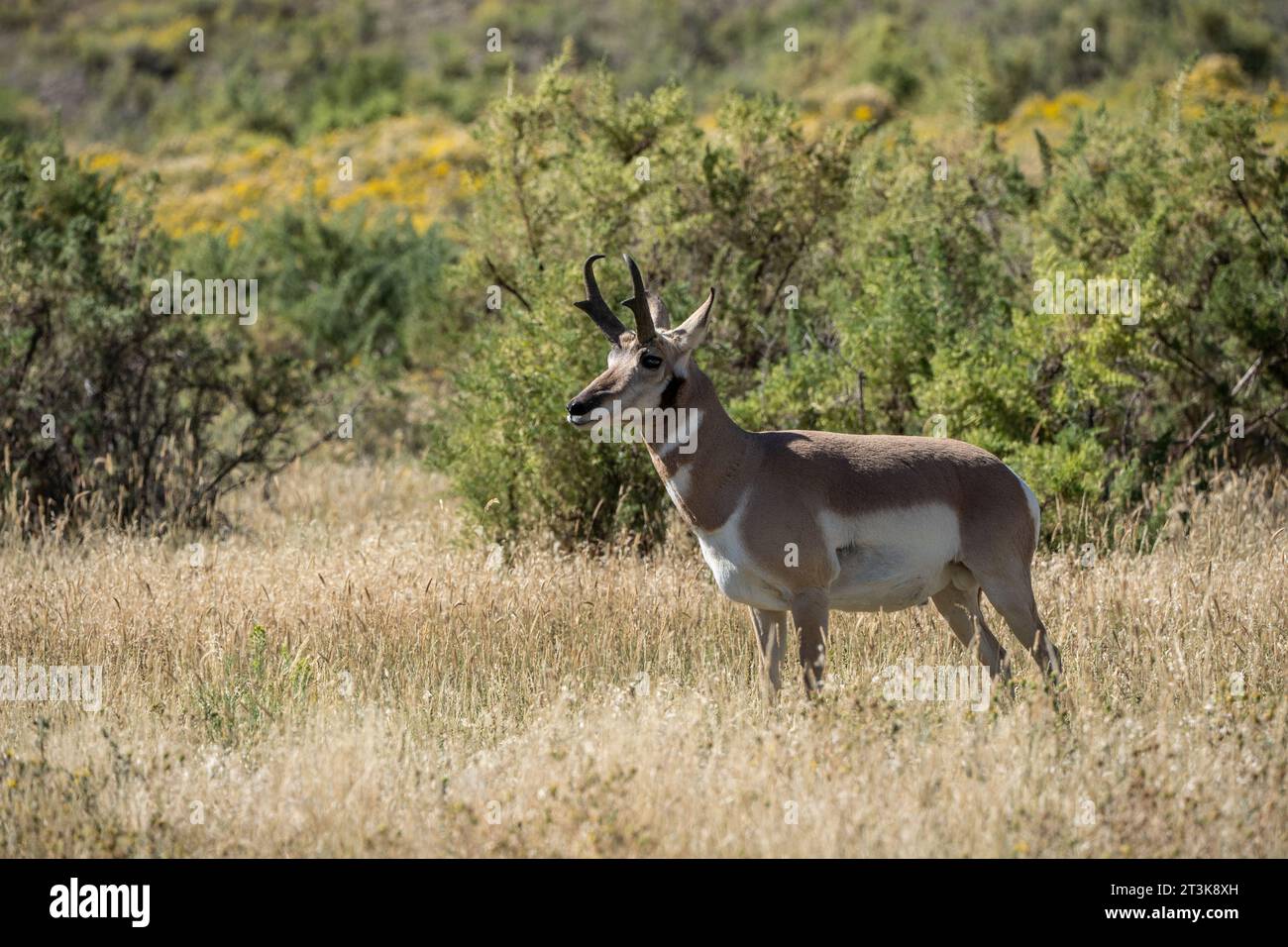Gabelschaft im Lamar Valley, Yellowstone National Park. Pronghorns sind die schnellsten Säugetiere Nordamerikas. Stockfoto