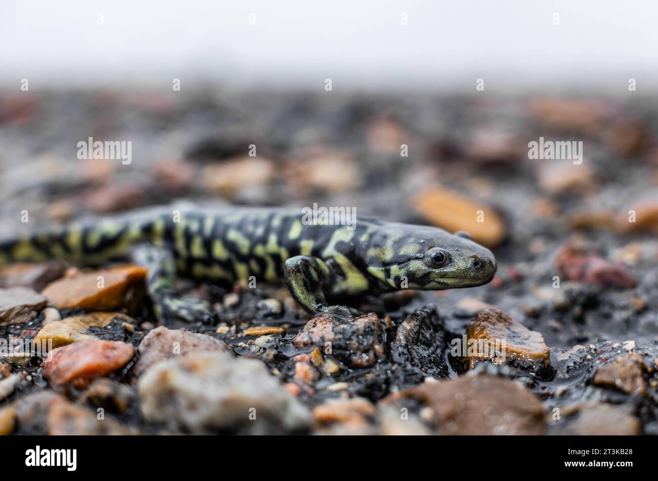 Westlicher Tigersalamander aus Alberta, Kanada Stockfoto