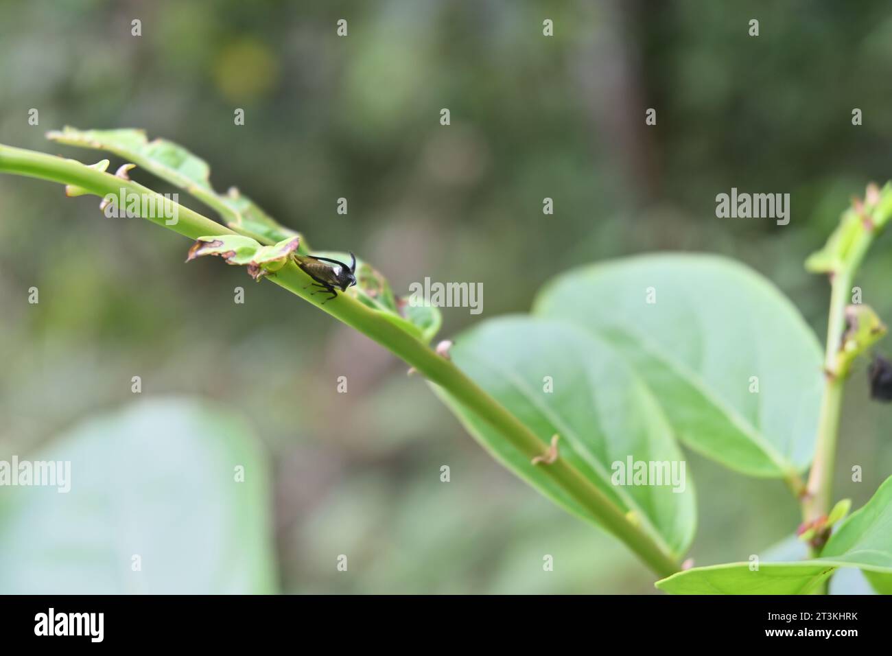 Blick auf einen auf der Oberfläche eines wilden Pflanzenstiels sitzenden Auberginen-Hornplanthopper (Leptocentrus Stier) Stockfoto