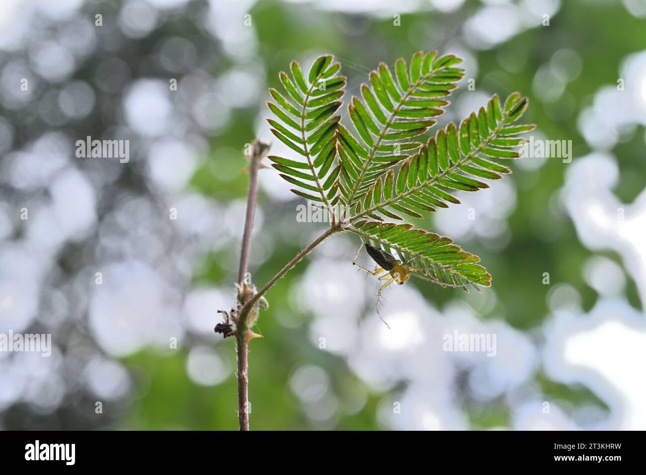 Blick auf eine stachelige Spinne, bekannt als gestreifte Luchspinnen, die unter einem Faltblatt der Sleepy Pflanze (Mimosa pudica) sitzt Stockfoto
