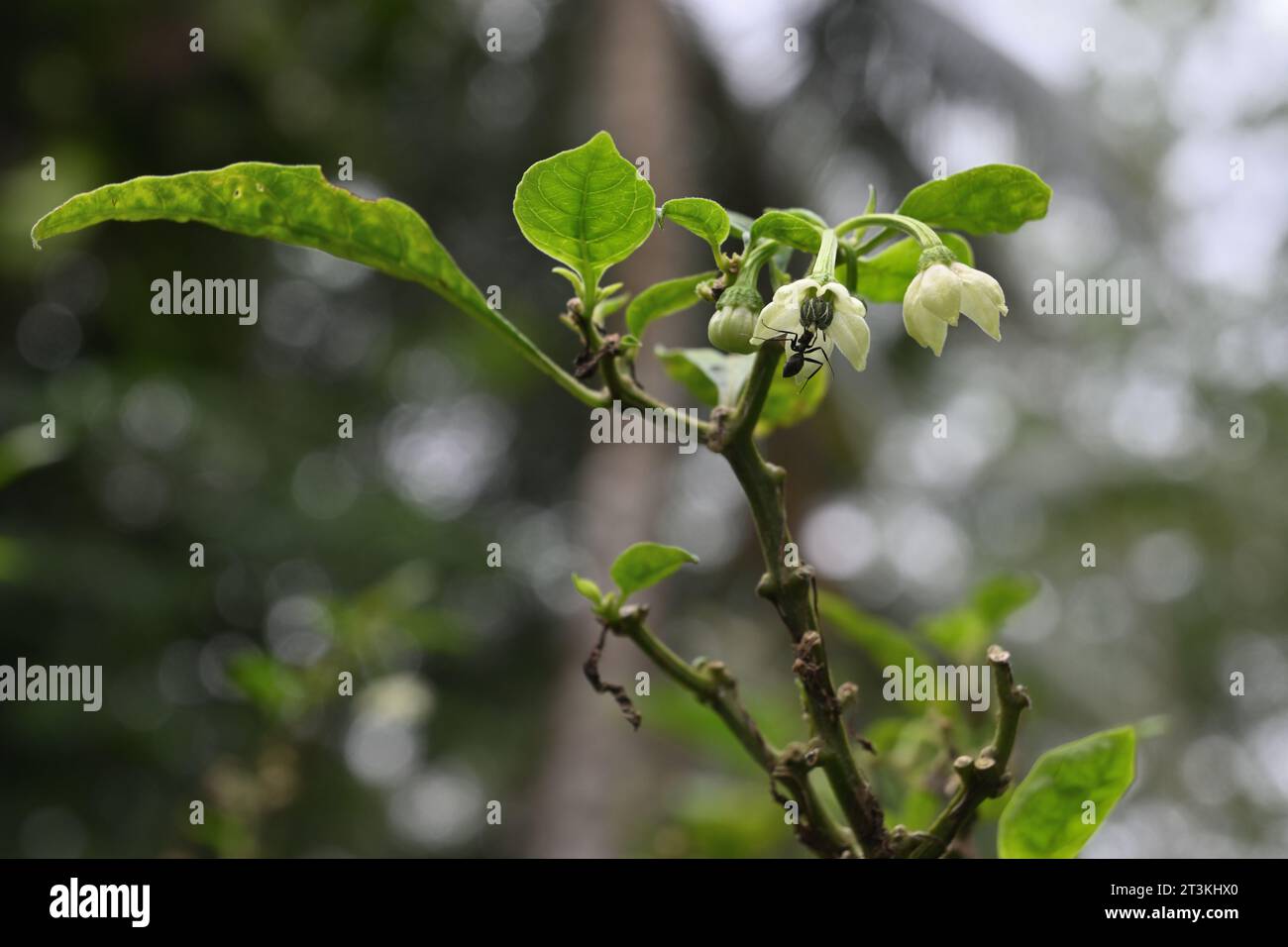 Niedriger Blickwinkel auf die beiden blühenden Chili-Blüten. In einer der Blumen sucht eine schwarze Ameise Nektar, indem sie in die Blume kriecht Stockfoto