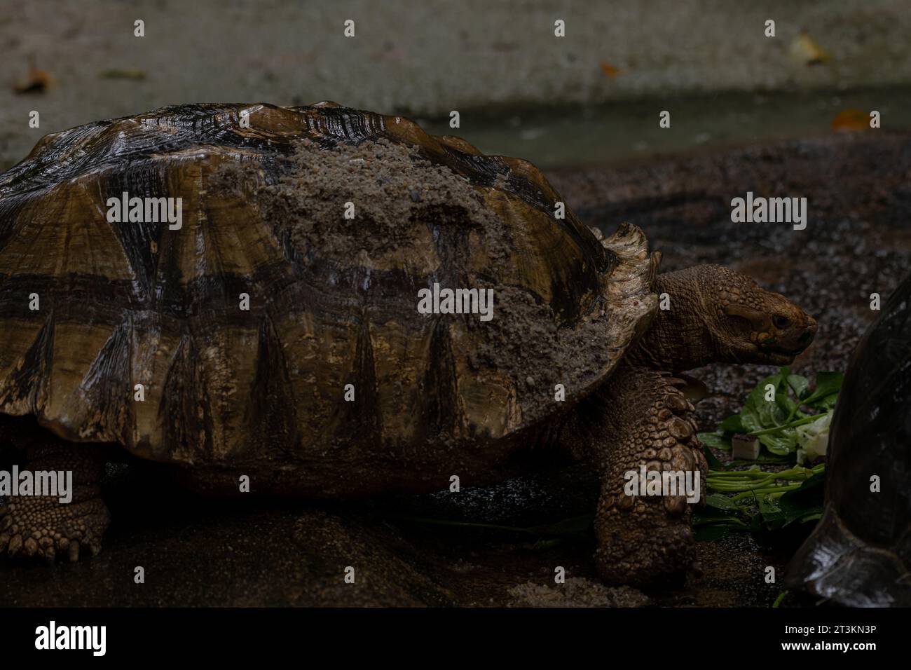 Zwei afrikanische Schildkröten, die während des Regens essen - Centrochelys sulcata, große Schildkröte aus afrikanischen Büschen, Wälder und Grasland, Langansee Stockfoto