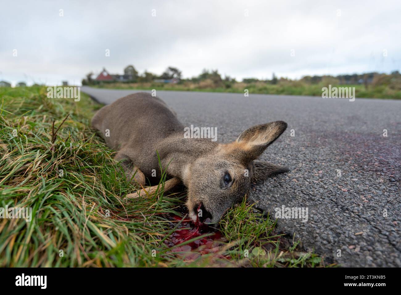 Der Kadaver eines Hirsches liegt auf einer Landstraße, wilder Unfall Stockfoto