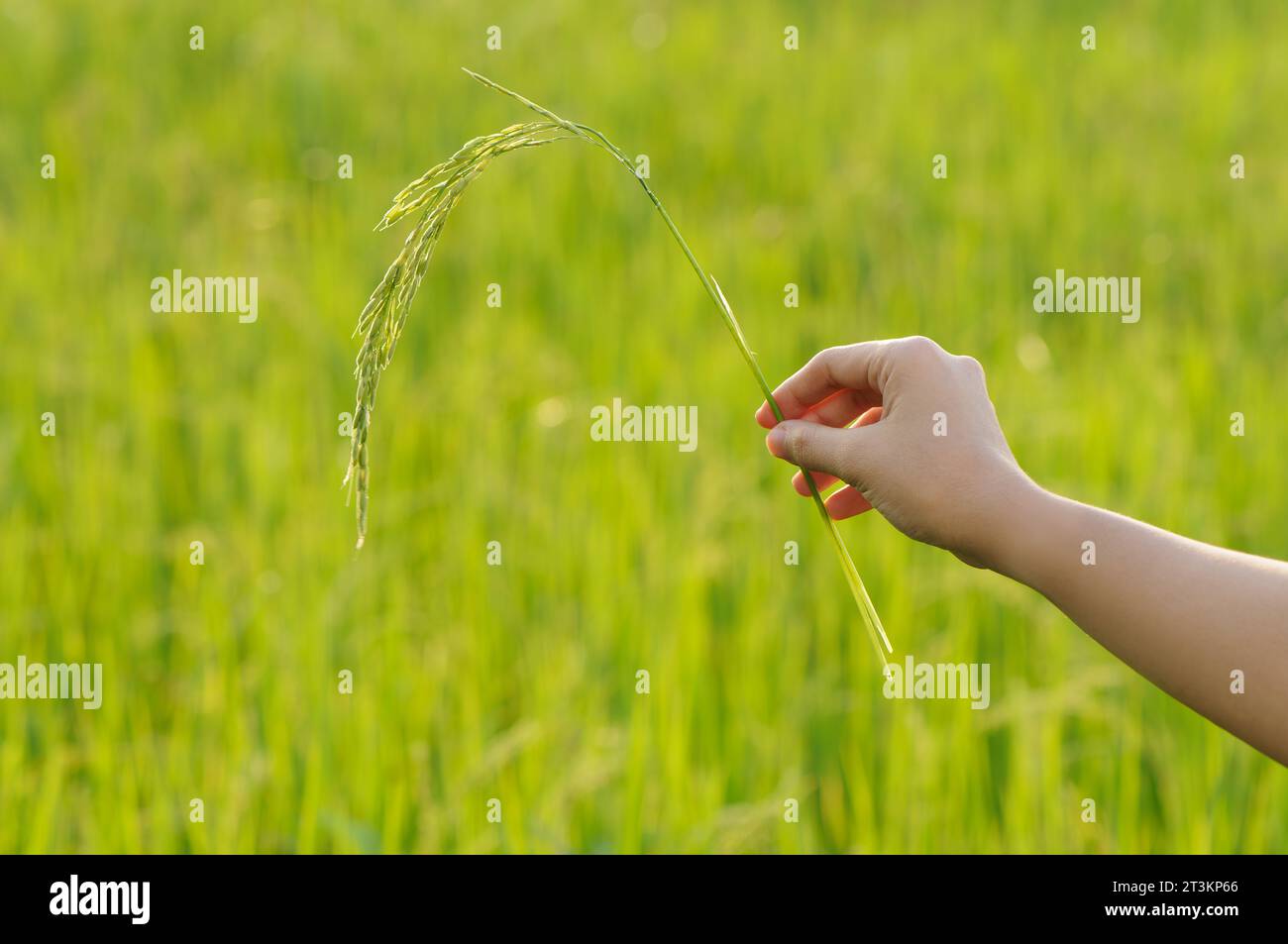 Hand mit grünem Reisohr mit grünem Reisfeld Hintergrund. Stockfoto