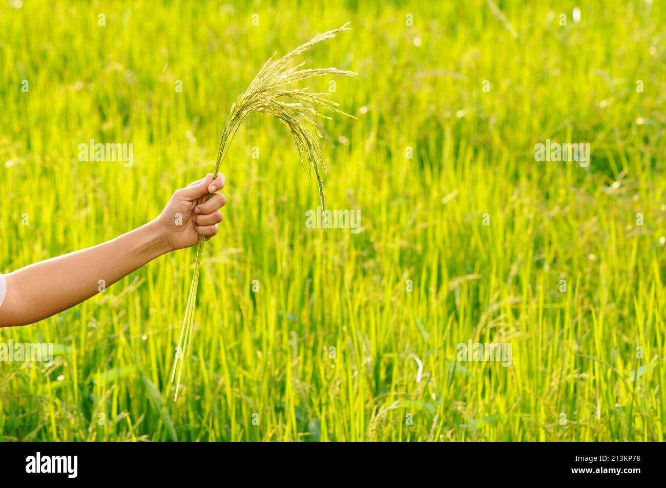 Hand mit grünem Reisohr mit grünem Reisfeld Hintergrund. Stockfoto