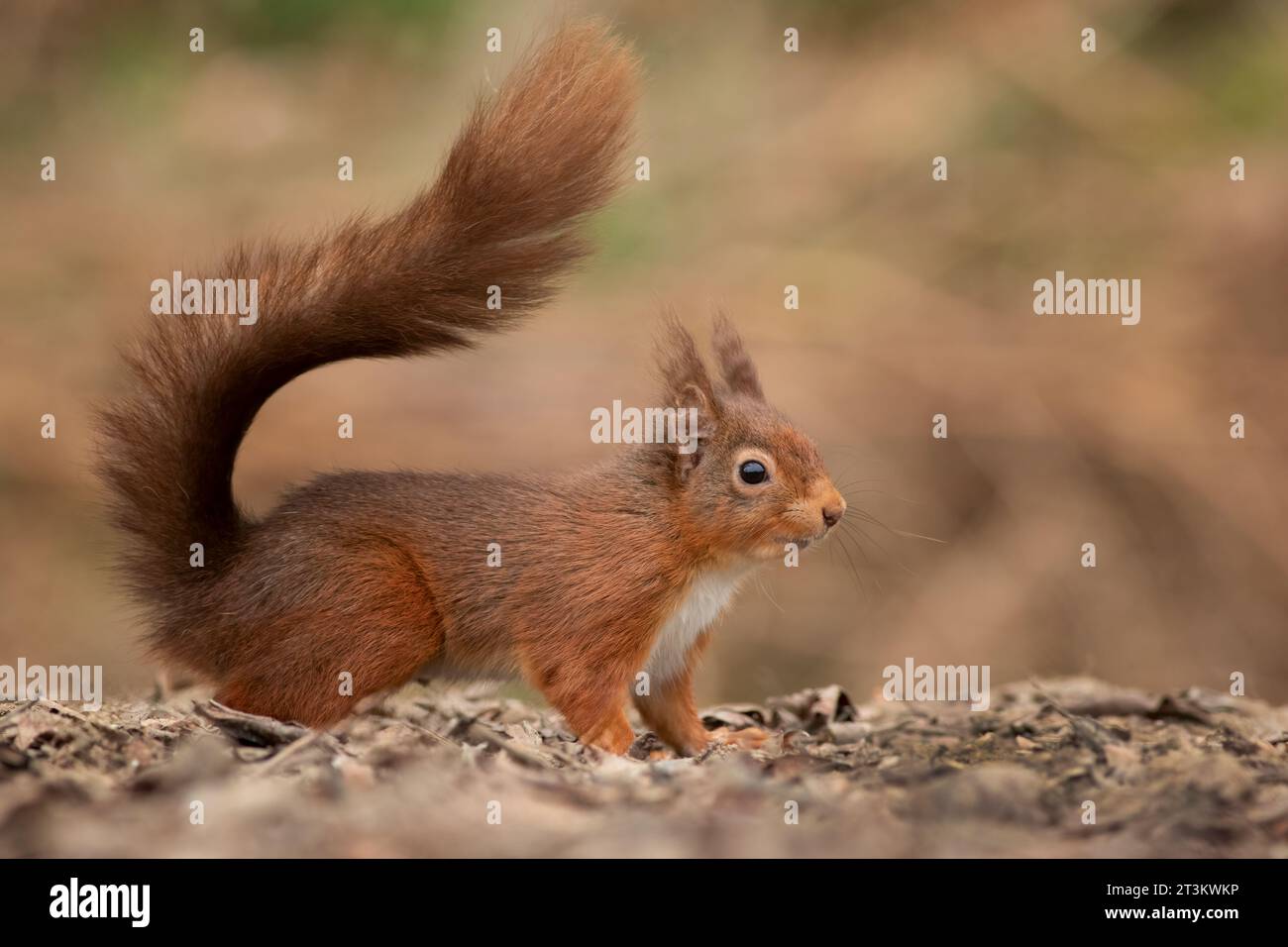Eine Nahaufnahme eines roten Eichhörnchens mit Ohrbüscheln. Er wird vom Boden aus aufgenommen und zeigt seinen buschigen Schwanz. Ein natürlicher, unscharfer Hintergrund-Textraum Stockfoto