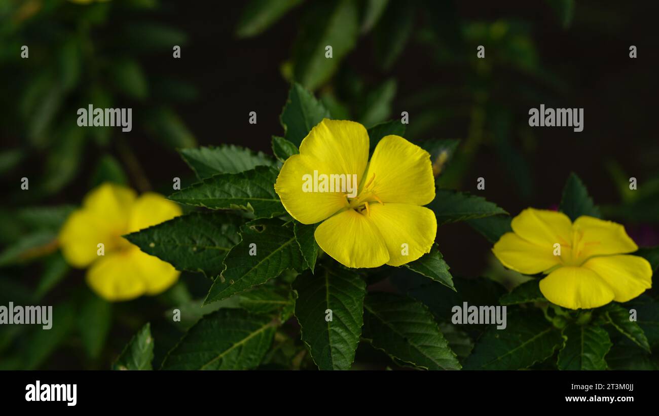 Turnera ulmifolia blüht auf dem Baum, die Blütenblätter sind fünf gelb, wobei das Pistil und der Stempel in der Mitte nach unten gebogen sind. Stockfoto