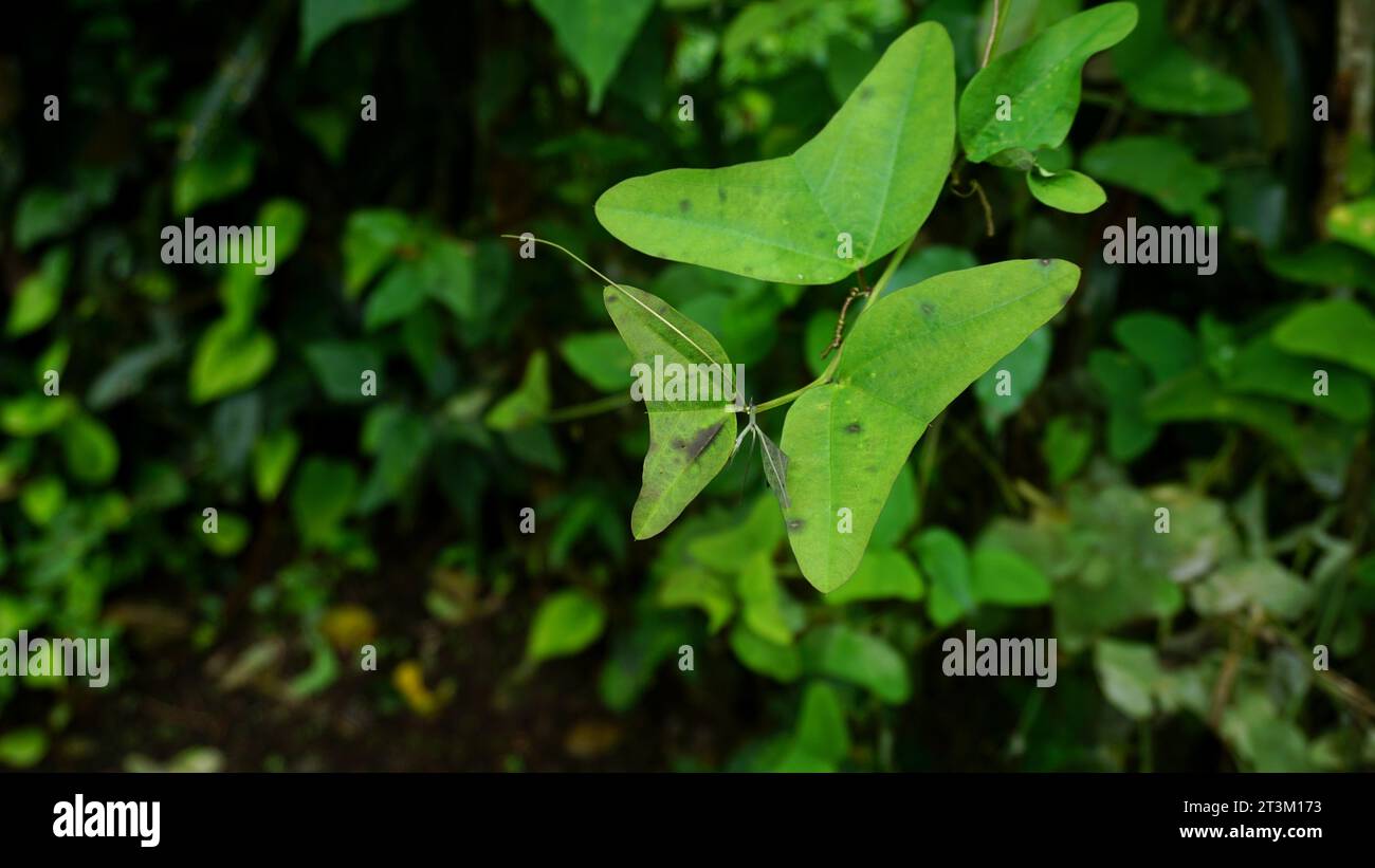 Passiflora biflora, die Blätter sind wie Schmetterlingsflügel geformt, wobei die Spitzen der Äste Ranken aufweisen. Stockfoto