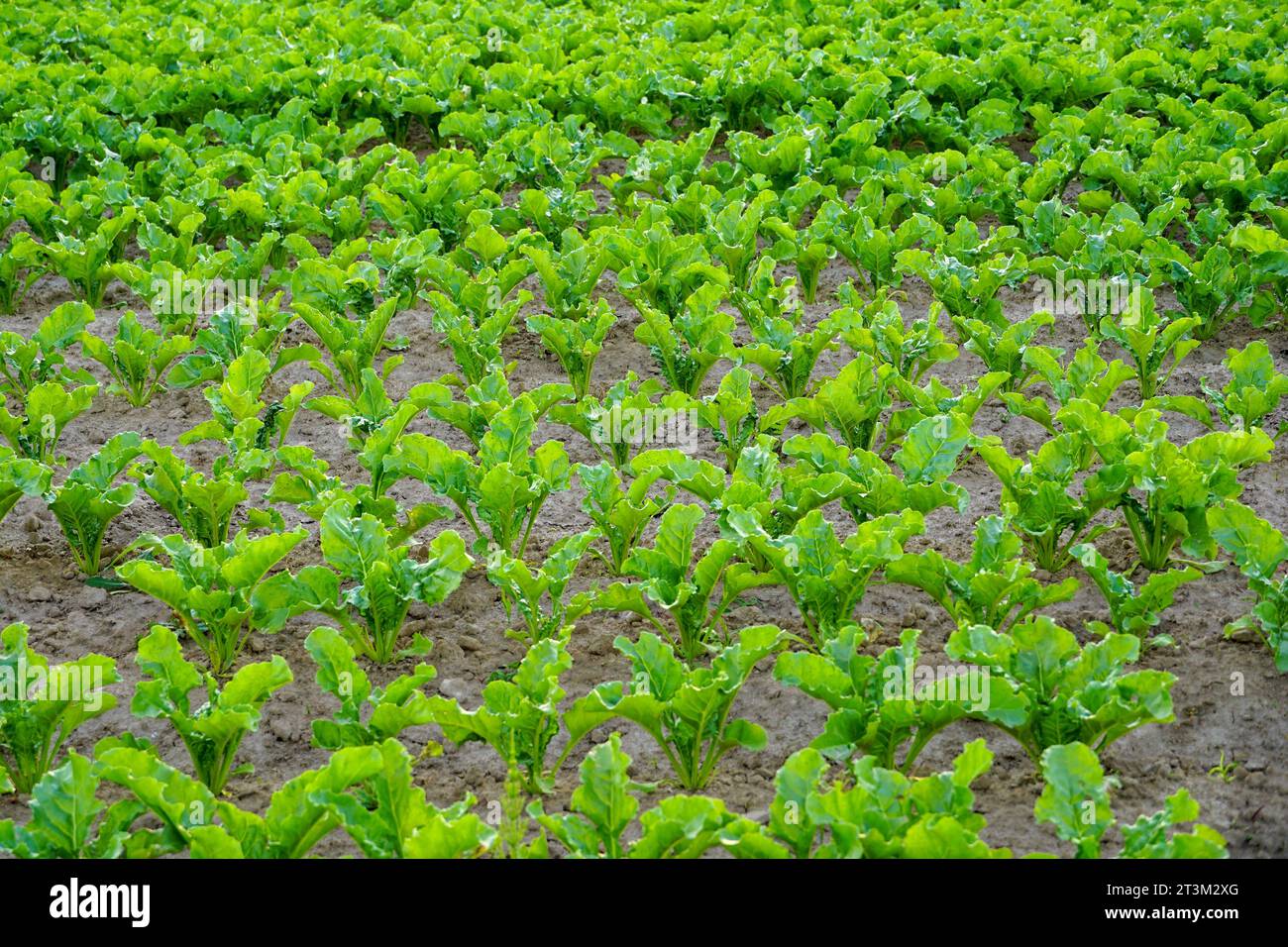 Feld der jungen Zuckerrüben. Hintergrund der Zuckerrüben Stockfoto