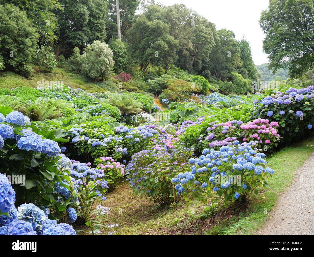 Blühende Hortensie-Sträucher in Trebah Garden, Cornwall, England Stockfoto