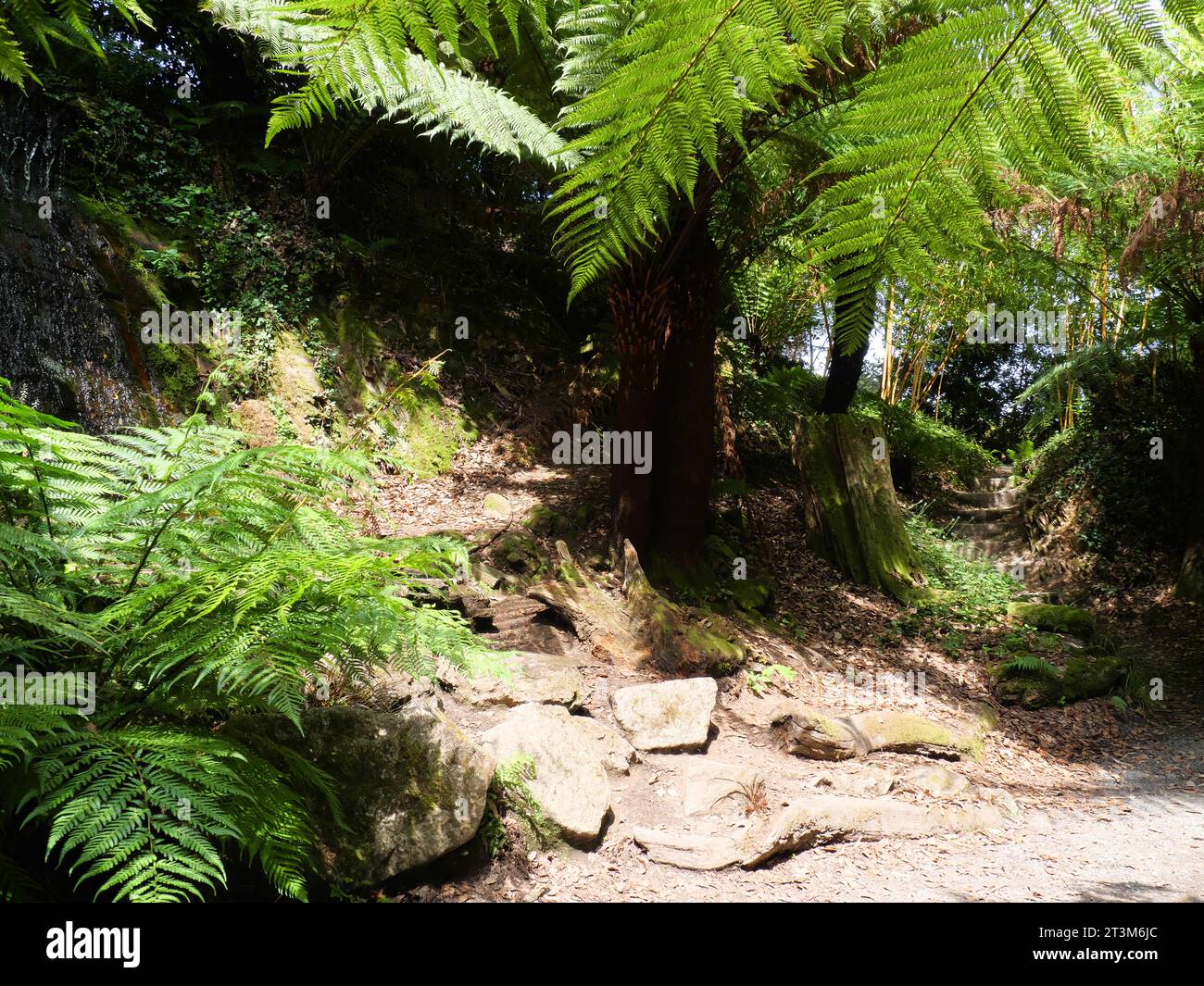 Wanderweg unter Baumfarnen und tropischer Vegetation in Trebah Garden, Cornwall, England Stockfoto