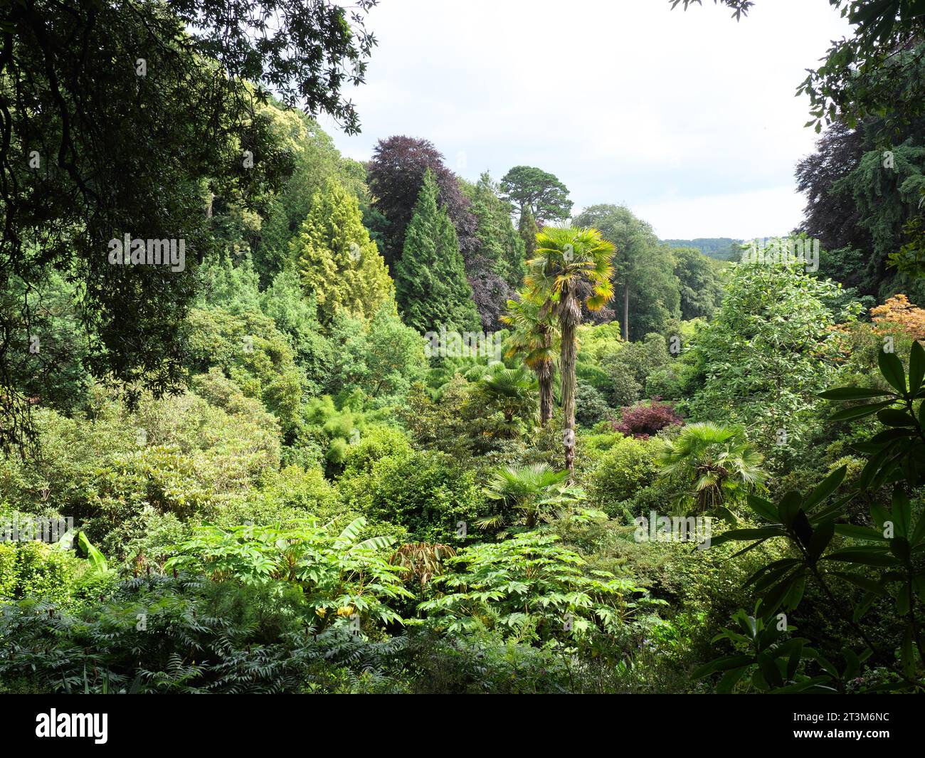 Baumfarne, Palmen und andere tropische Pflanzen, die in einer Schlucht im Trebah Garden, Cornwall, England, wachsen Stockfoto