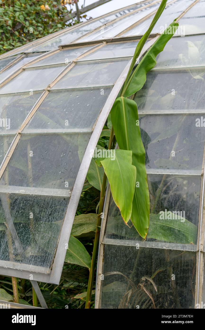 Das ungewöhnlich geformte tropische Gewächshaus im Nantes Plant Garden