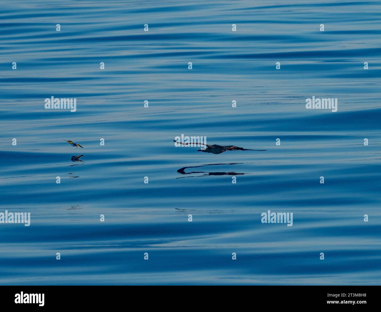 Rotfußbooby, Sula sula, Jagd auf fliegenden Fischen, Exocoetidae, auf glasklarem Meer vor der Nordküste von Neuguinea, West Papua Stockfoto