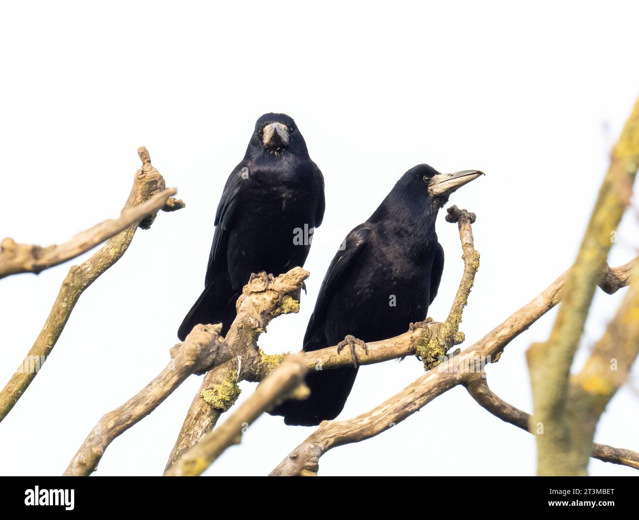 Rooks, Corvus frugilegus in St Brides, Pembrokeshire, Wales, Großbritannien. Stockfoto