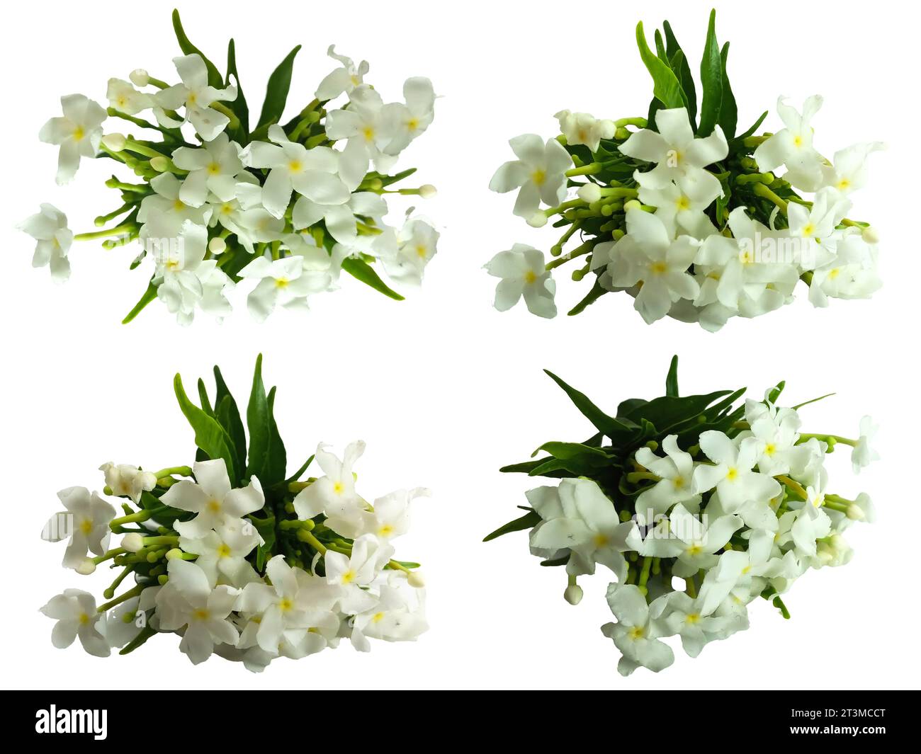 Set Crepe Jasmin Blumen aus der Nähe auf weißem Hintergrund. Jasminblüten blühen das ganze Jahr über. Stockfoto
