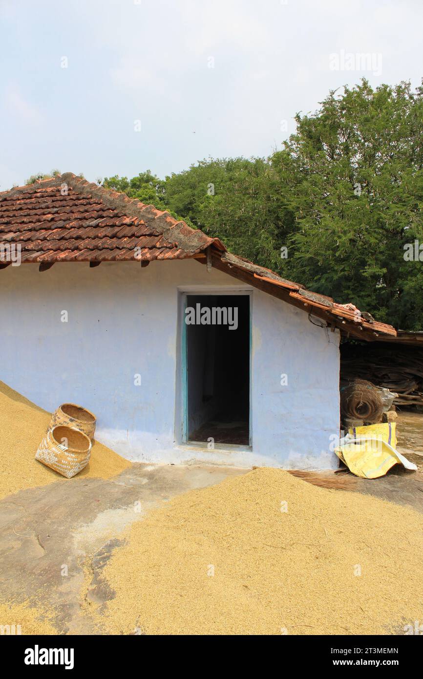 Trocknen von geernteten Reissamen, Kollengode, kerala, indien Stockfoto