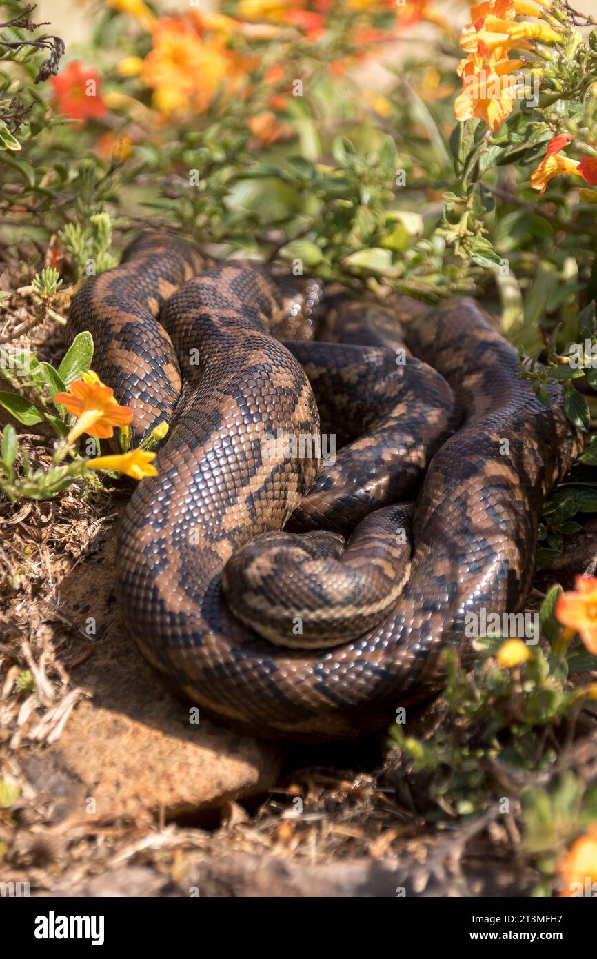 Verschlafene australische Teppichpython, Morelia spilota, gewickelt auf einem warmen Felsen zwischen Blumen, in der frühen Frühlingssonne. Garden, Queensland, Australien Stockfoto