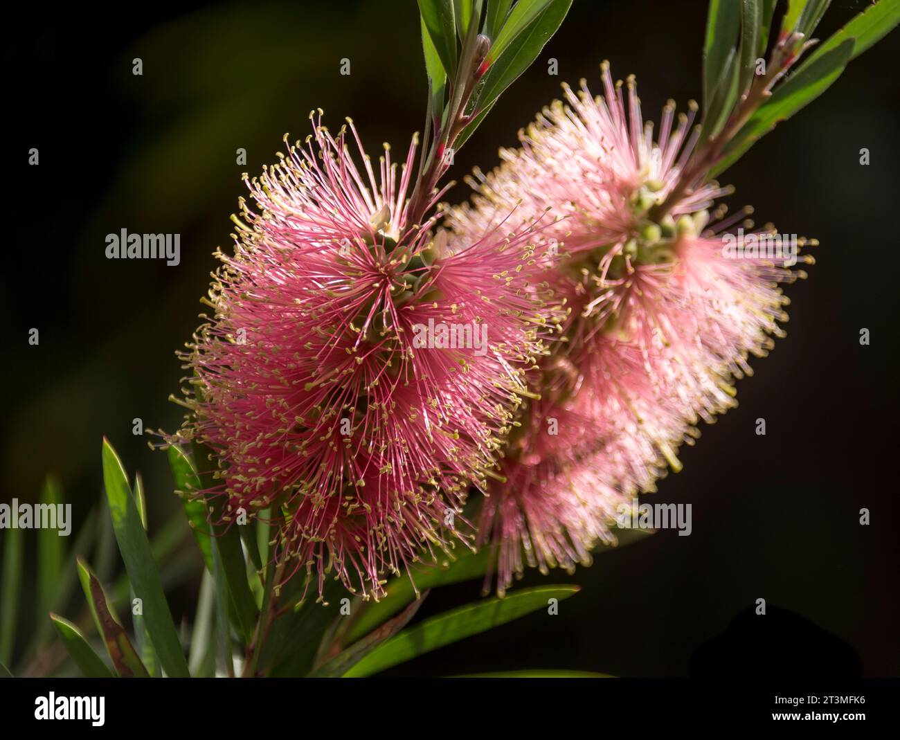 Zwei Blüten des australischen callistemon Reeves pink, callistemon citrinus. Zarte Flaschenbürstenblüten im Queensland-Garten im Frühjahr. Stockfoto