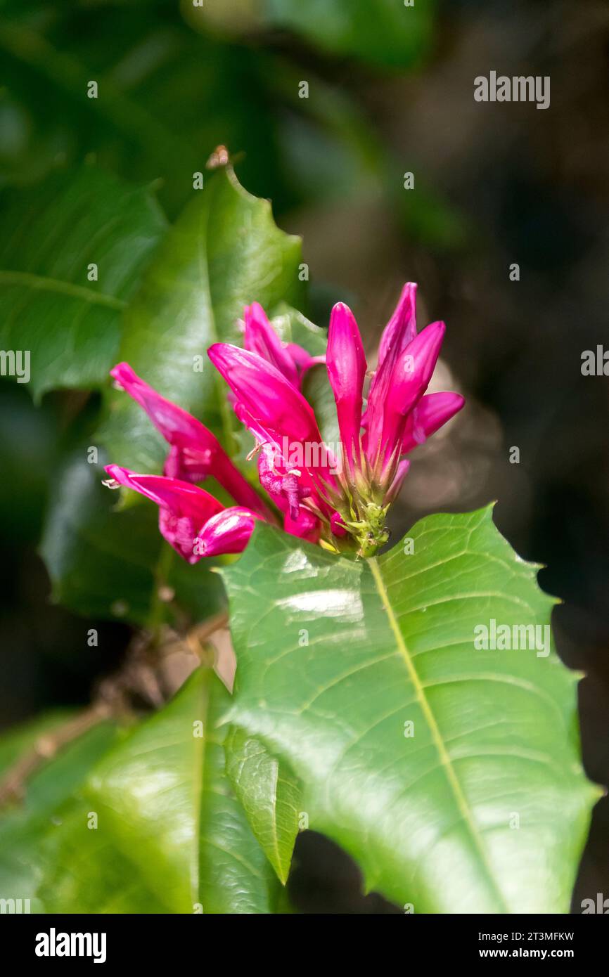 Australische Stechpalmen-Fuschia, Graptophyllum ilicifolium. Subtropische Regenwaldpflanze mit roten Blüten und stacheligen Blättern. Queensland, Frühling. Stockfoto