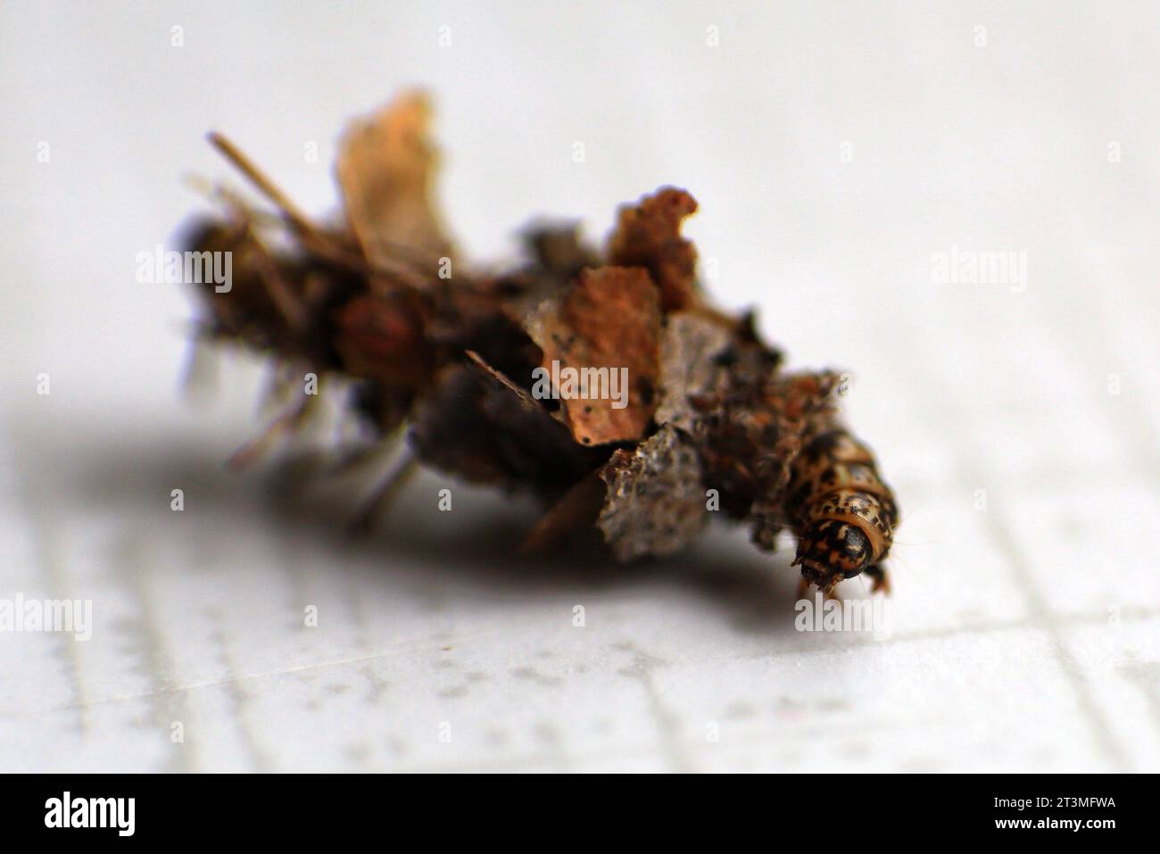 Die Larve von Sterrhopterix standfussi, einer Art von Bagworm-Motten (Psychidae) in ihrem Fall. Stockfoto